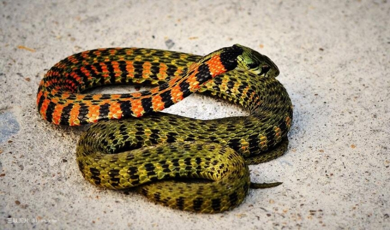 蛇冷血动物图片