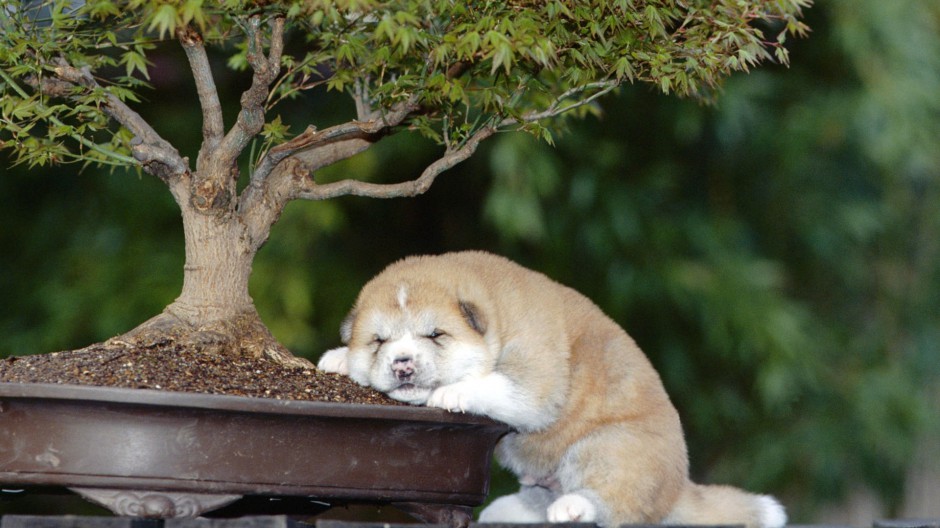 美系秋田犬呆萌表情图片