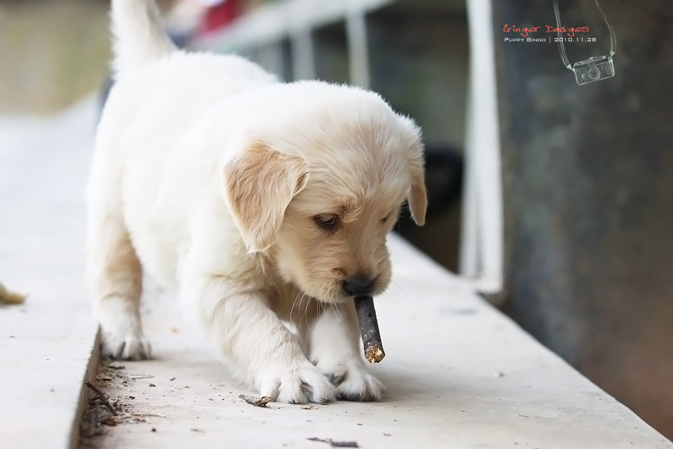 金毛犬幼犬图片