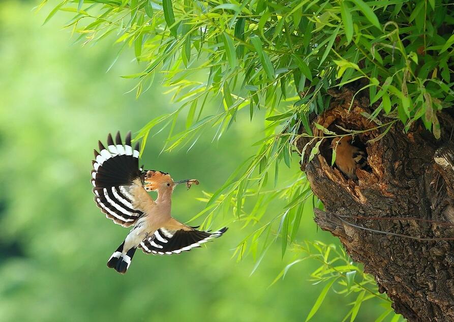 再拍戴勝鳥