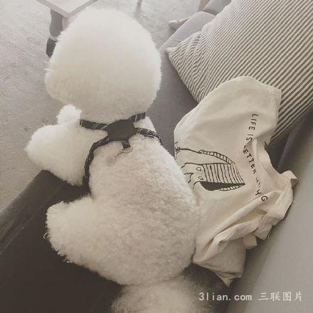 小比熊犬圖片