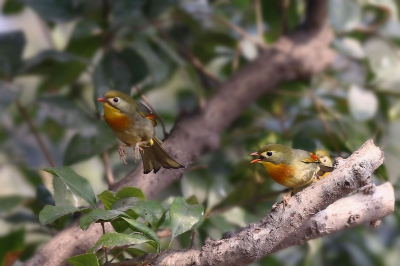 相思鳥圖片