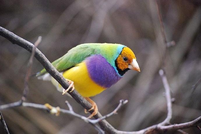 七彩文鳥圖片