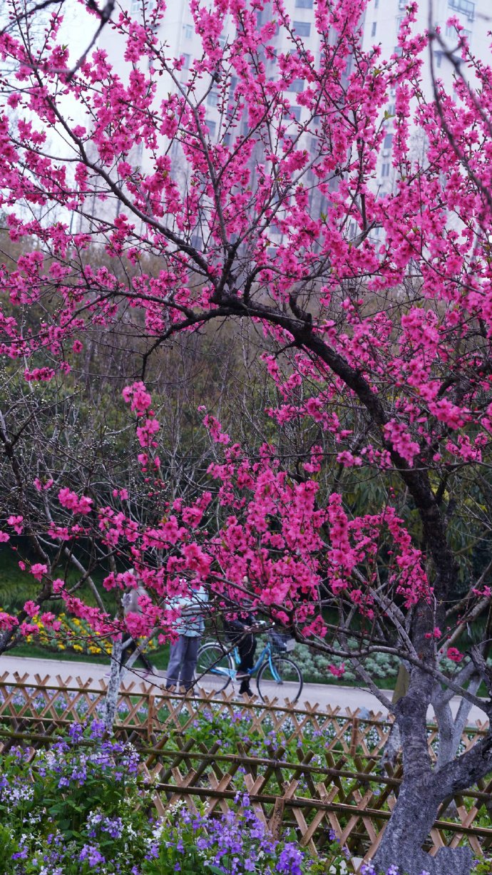 灼灼其華枝頭俏麗的梅花圖片