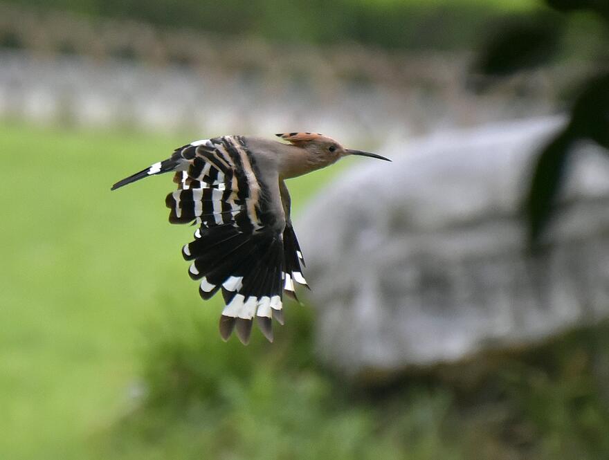 飛翔的戴勝鳥