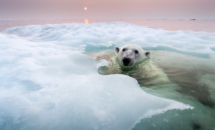 萌翻天的北极熊冬泳照