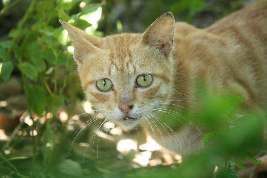 恐惧的野猫