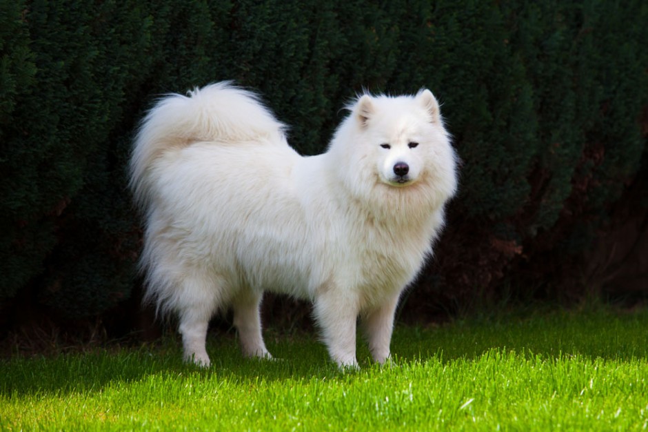 萨摩耶犬傲娇神态图片