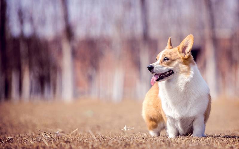 可爱的柯基犬高清精选桌面壁纸