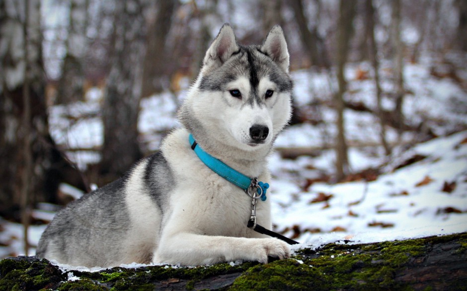 巨型阿拉斯加犬户外精美写真