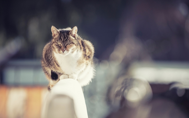 玩耍的猫咪摄影图片