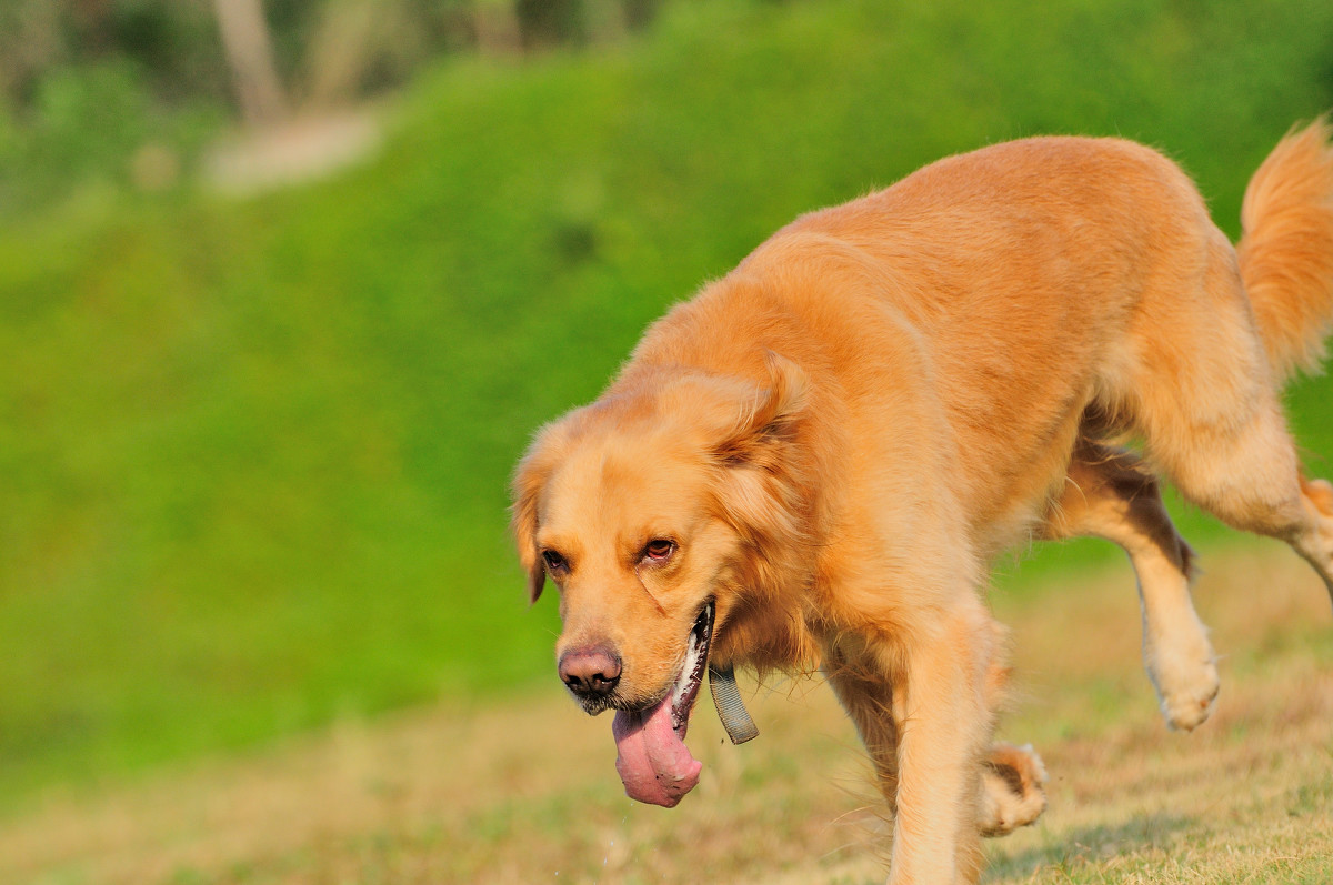 棕黄色金毛犬