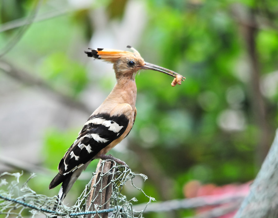 夏天的味道戴勝鳥