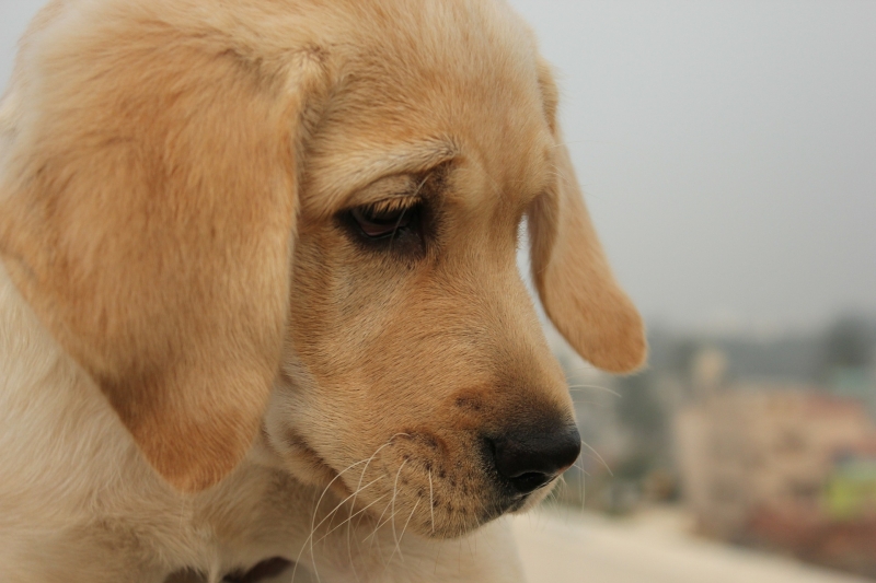 温和的拉布拉多犬图片