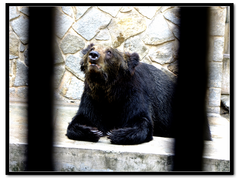 動物園里的亞洲黑熊圖片