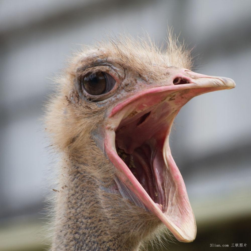 鴕鳥圖片大全