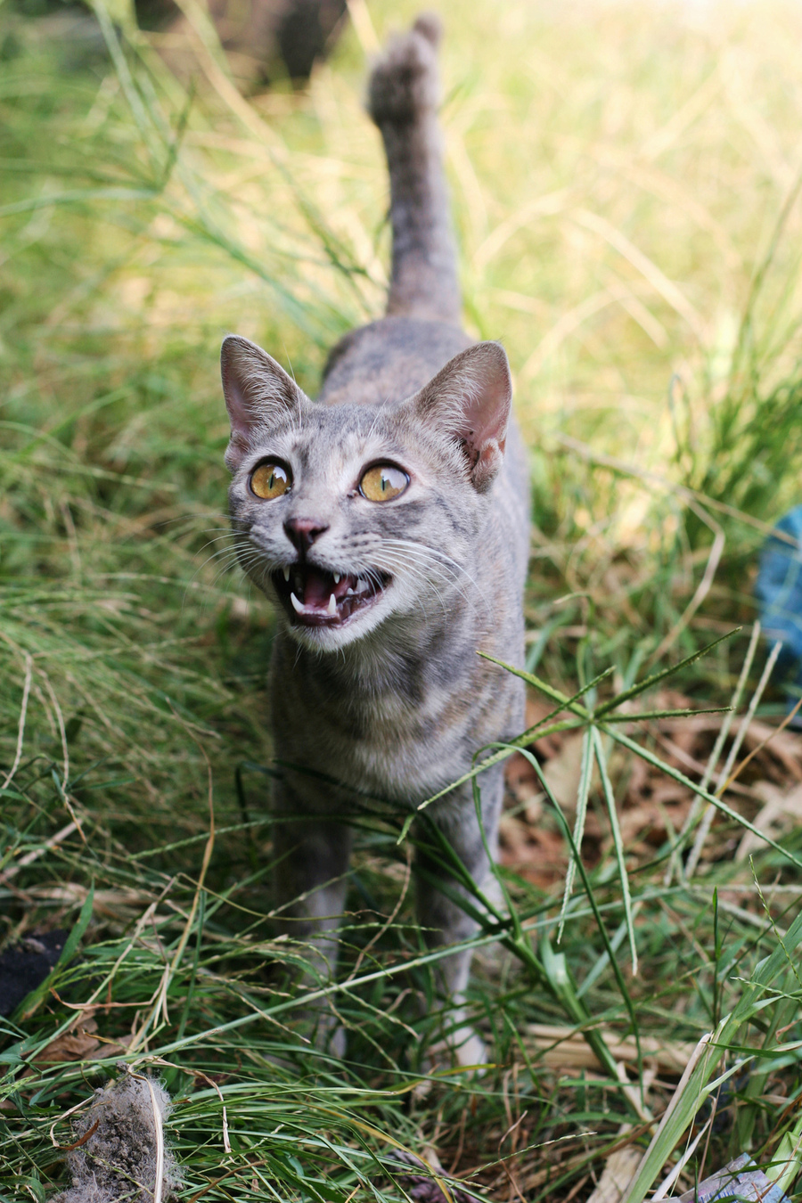 草丛里的小花猫