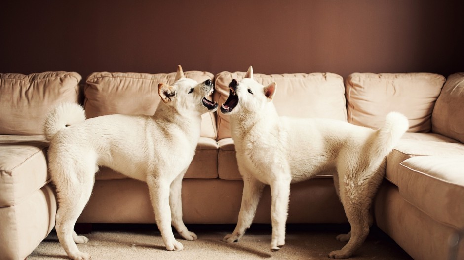 美系秋田犬呆萌表情图片