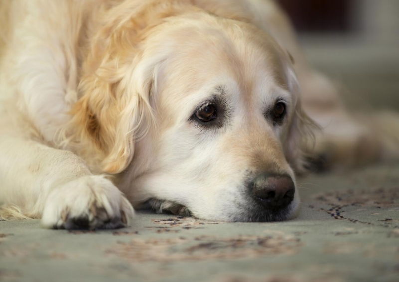 金毛犬图片