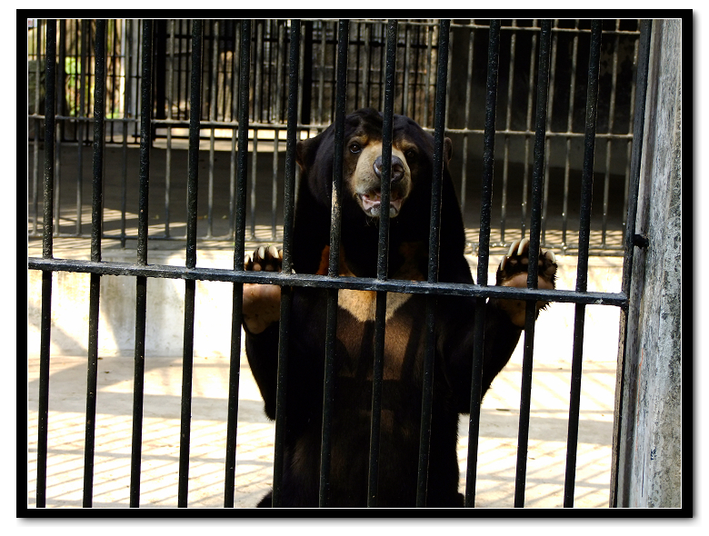 动物园里的亚洲黑熊图片