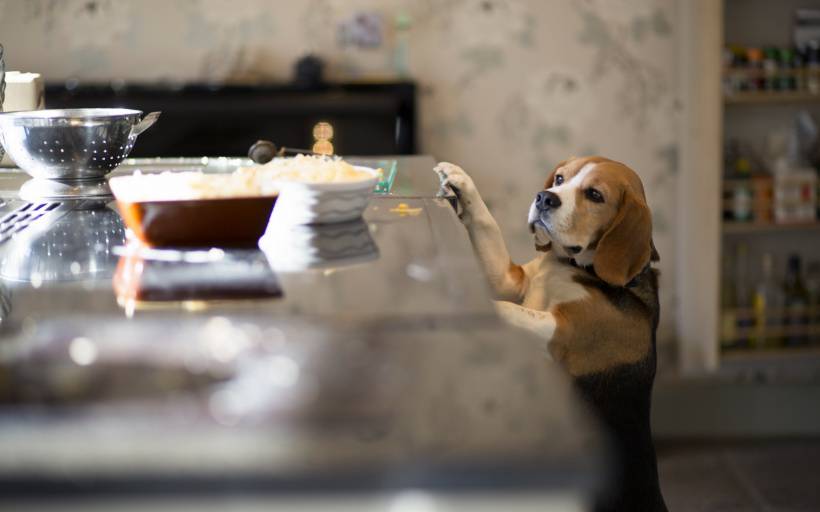 可愛小寵物比格犬高清圖片