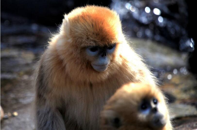 山野金丝猴