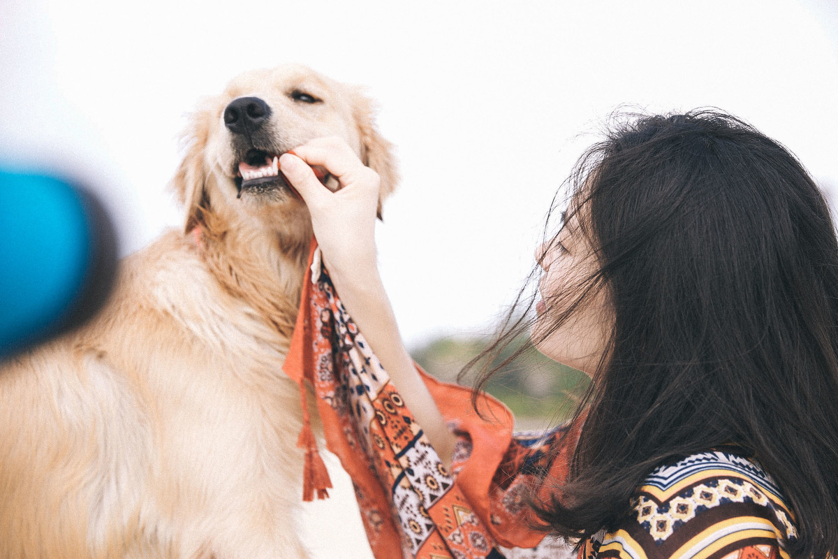 帶上金毛犬去旅行攝影圖