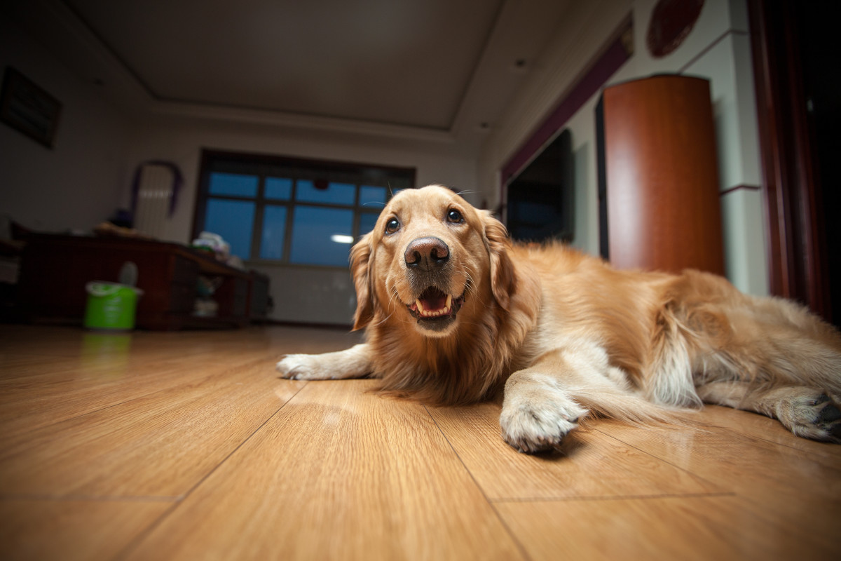 金毛犬撒嬌的表現