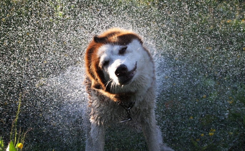 水中奔跑的狗狗图片