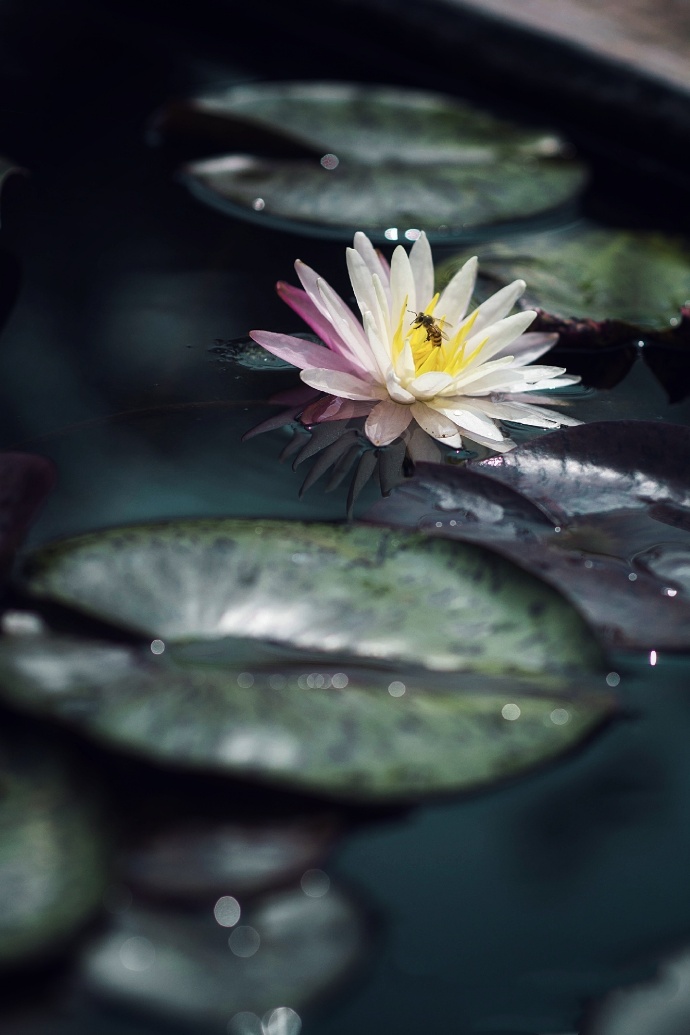 雨后莲花无限香的图片欣赏