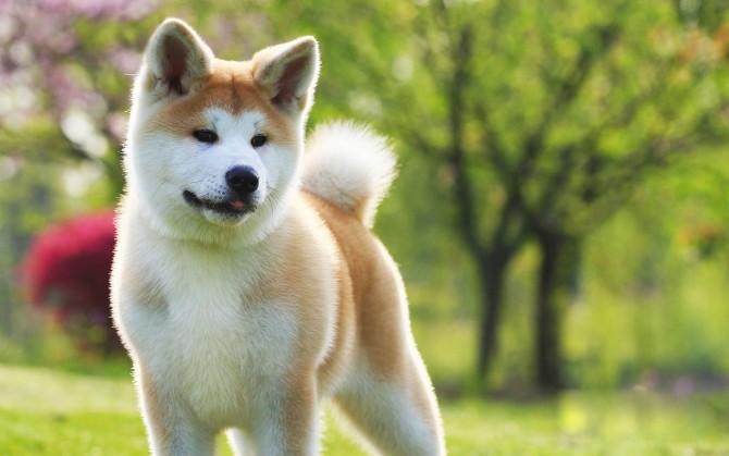 秋田犬可愛圖片