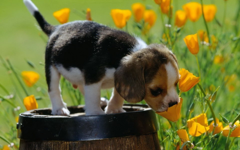 比格犬圖片大全 可愛的比格犬圖片大全