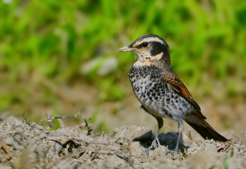 斑鳩幼鳥圖片