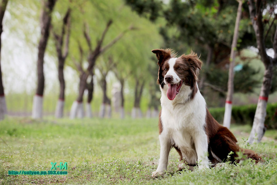 喜樂蒂牧羊犬?dāng)z影圖片