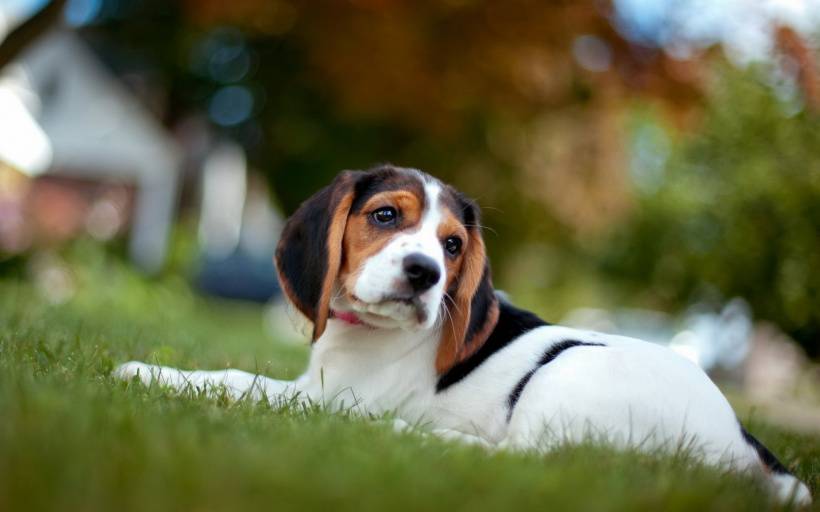 活潑可愛的比格犬高清圖片