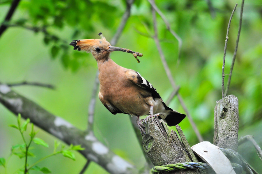 夏天的味道戴勝鳥