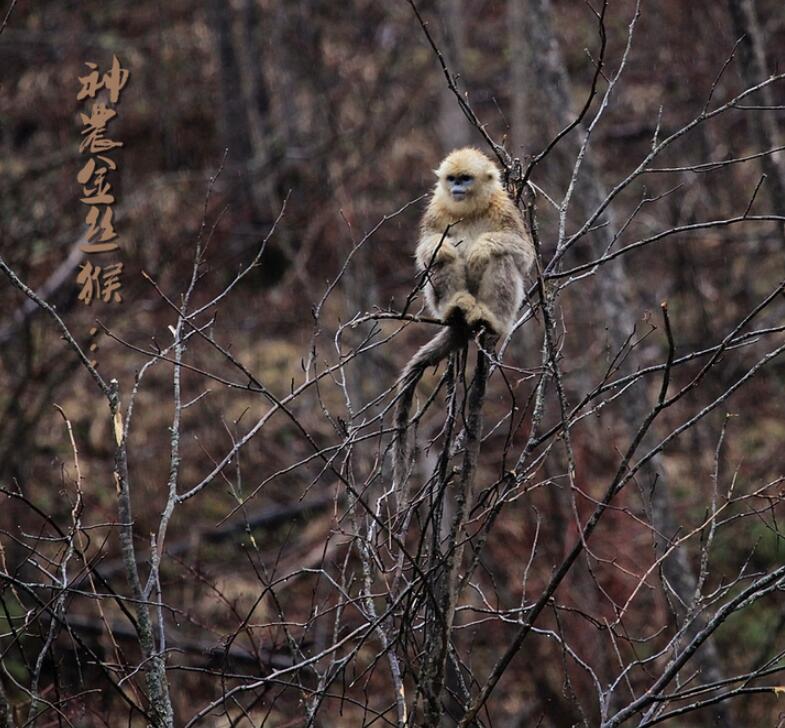 神农金丝猴