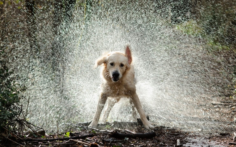 水中奔跑的狗狗图片