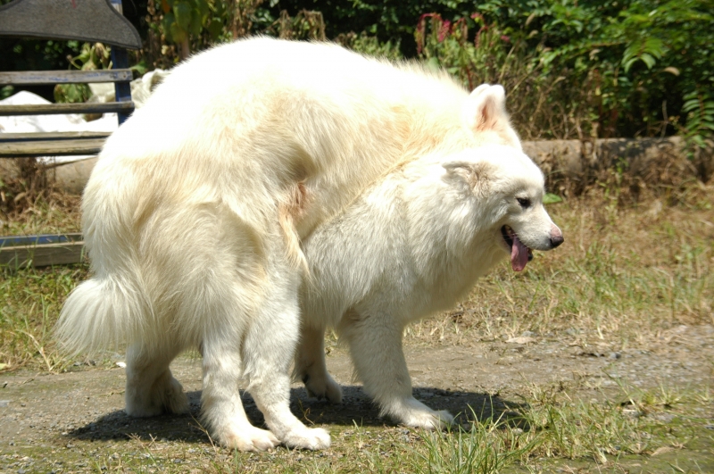 萨摩耶犬图片