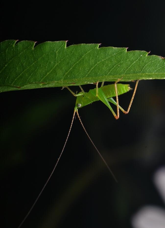 昆虫世界蟋蟀