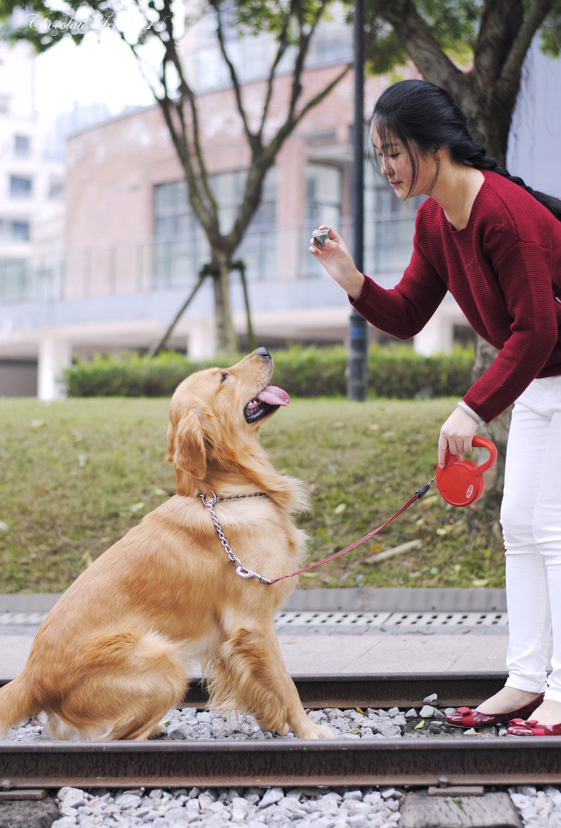 金毛犬与美女的周末