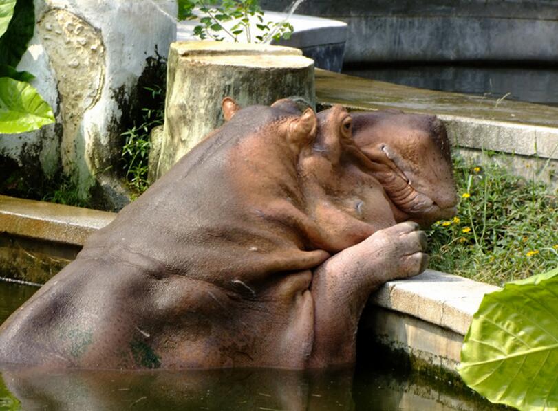 動(dòng)物園河馬