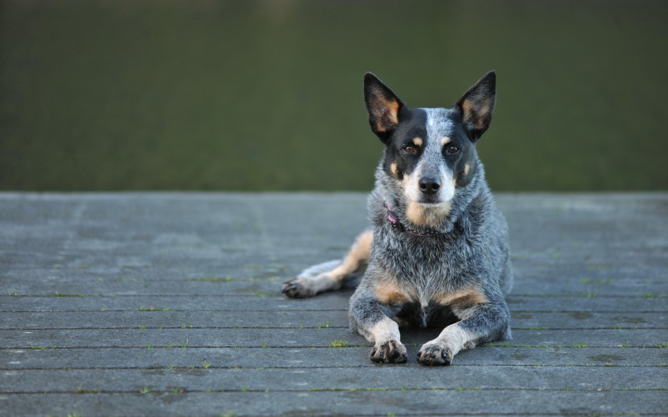 超萌狗狗牧牛犬秋季户外写真图片壁纸