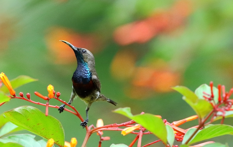 花蜜鳥(niǎo)圖片