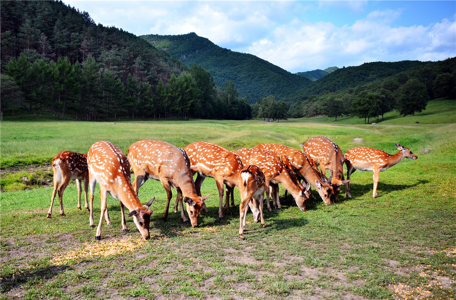 鹤岗金山鹿苑