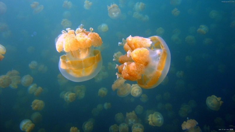 梦幻水母特写图片