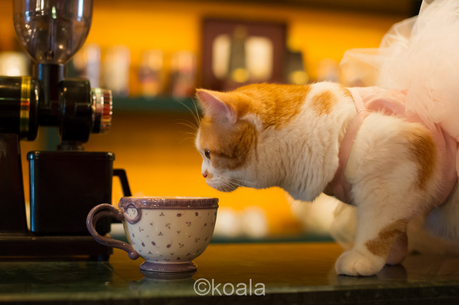 咖啡馆的猫咪公主