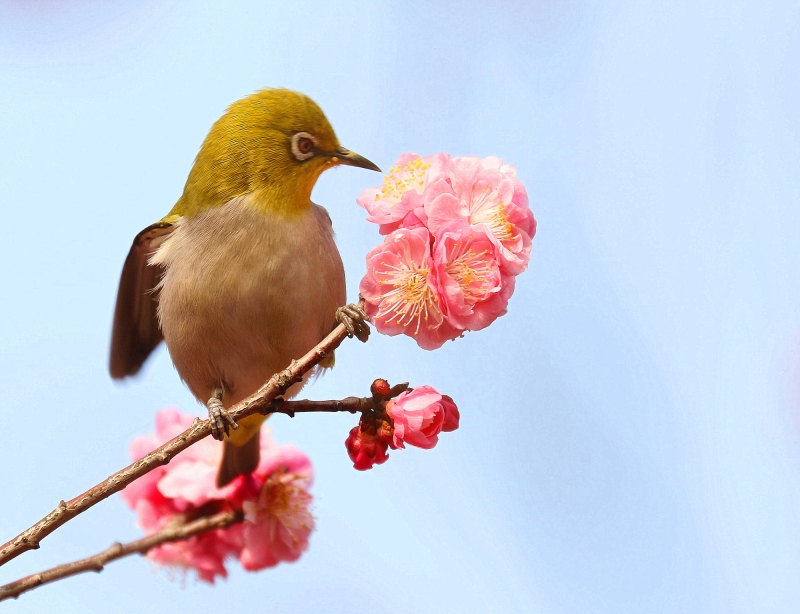 梅花樹(shù)枝上的繡眼鳥(niǎo)圖片