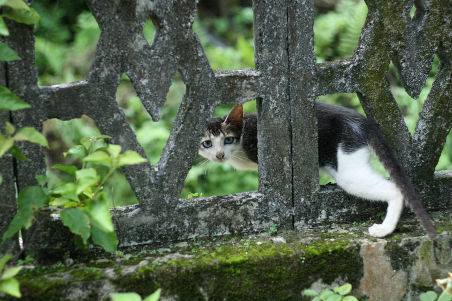 恐惧的野猫