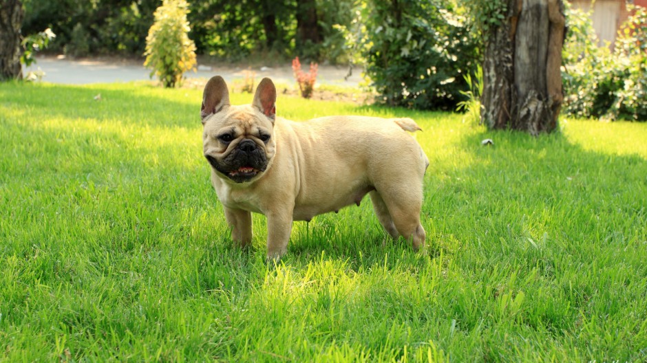 丑萌可愛的法國斗牛犬寫真圖片